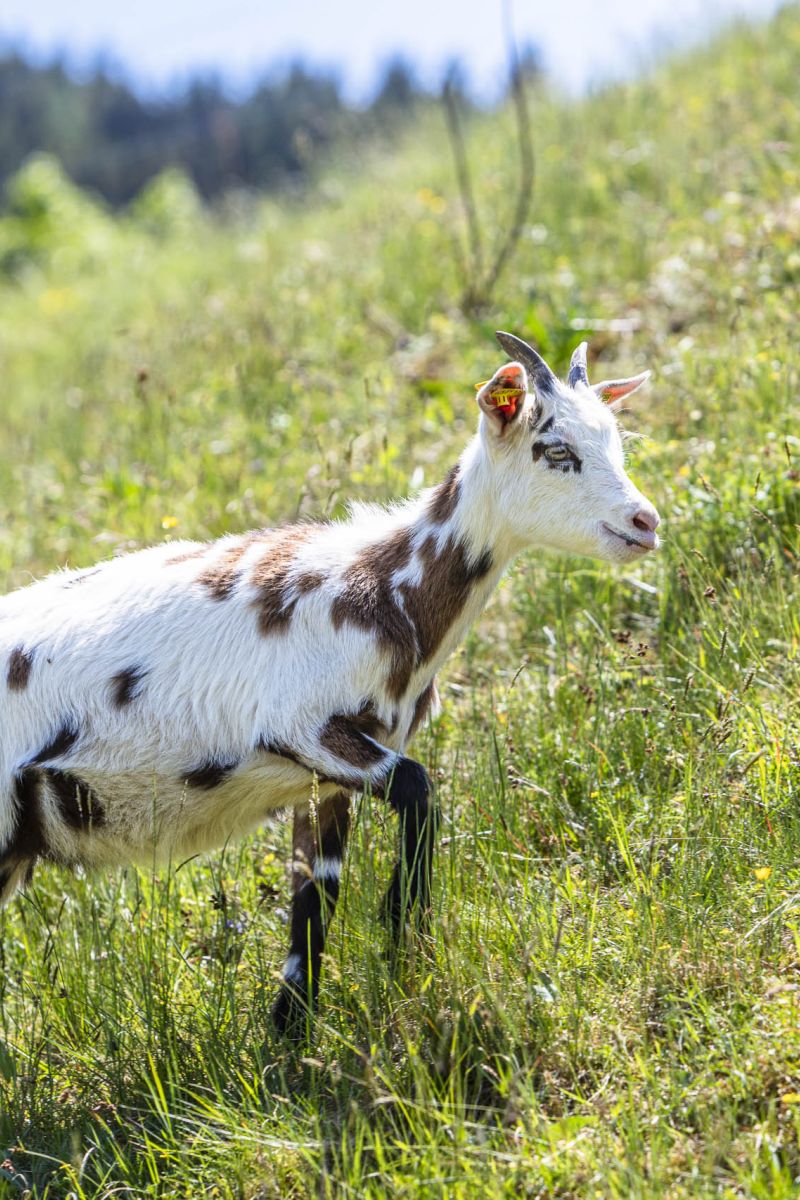 Ziege berghang Leogang gras sommer am Pöchtlhof in Leogang