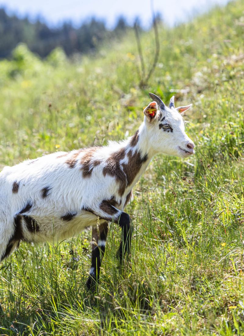 Tiere und Natur beim Bauernhofurlaub in Leogang